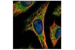ICC/IF Image Confocal immunofluorescence analysis (Olympus FV10i) of methanol-fixed HeLa, using PEX19, antibody (Green) at 1:500 dilution. (PEX19 抗体)