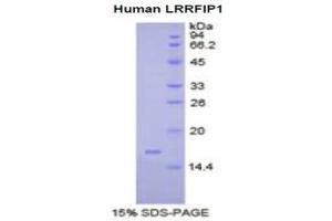 SDS-PAGE analysis of Human LRRFIP1 Protein.