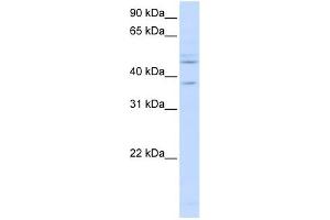 RFC3 antibody used at 1 ug/ml to detect target protein. (RFC3 抗体)