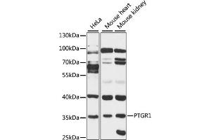 Western blot analysis of extracts of various cell lines, using PTGR1 antibody (ABIN6129622, ABIN6146411, ABIN6146412 and ABIN6220671) at 1:3000 dilution.