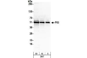 Western Blotting (WB) image for anti-Tumor Protein P53 (TP53) (AA 50-100) antibody (ABIN7454600)