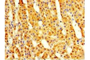 Immunohistochemistry of paraffin-embedded human adrenal gland tissue using ABIN7148499 at dilution of 1:100 (COPS7A 抗体  (AA 2-275))