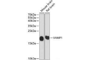 Western blot analysis of extracts of various cell lines using VAMP1 Polyclonal Antibody at dilution of 1:1000. (VAMP1 抗体)