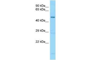 WB Suggested Anti-GDF5 Antibody Titration: 1. (GDF5 抗体  (C-Term))