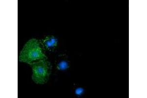 Anti-BTN1A1 mouse monoclonal antibody (ABIN2452845) immunofluorescent staining of COS7 cells transiently transfected by pCMV6-ENTRY BTN1A1 (RC223852). (BTN1A1 抗体)