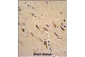 ARF1 Antibody (Center) (ABIN652052 and ABIN2840521) immunohistochemistry analysis in formalin fixed and paraffin embedded human brain tissue followed by peroxidase conjugation of the secondary antibody and DAB staining. (ARF1 抗体  (AA 80-106))