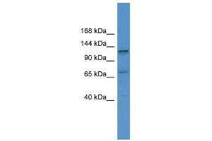 Western Blot showing ERC1 antibody used at a concentration of 1-2 ug/ml to detect its target protein. (ERC1 抗体  (C-Term))