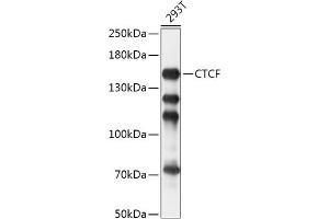 Western blot analysis of extracts of 293T cells, using CTCF antibody (ABIN6130043, ABIN6139180, ABIN6139182 and ABIN6217207) at 1:1000 dilution. (CTCF 抗体  (AA 1-260))