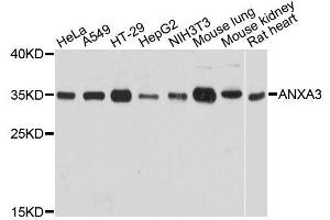 Western blot analysis of extracts of various cell lines, using ANXA3 antibody (ABIN5995881) at 1:3000 dilution. (Annexin A3 抗体)