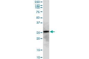 AK3 MaxPab polyclonal antibody. (Adenylate Kinase 3 抗体  (AA 1-227))