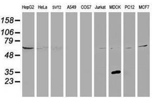 Image no. 3 for anti-Potassium Channel Tetramerisation Domain Containing 14 (KCTD14) antibody (ABIN1499009) (KCTD14 抗体)