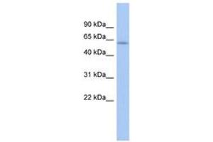 Image no. 1 for anti-LEM Domain Containing 2 (LEMD2) (AA 431-480) antibody (ABIN6743886) (LEMD2 抗体  (AA 431-480))