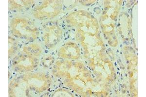 Immunohistochemistry of paraffin-embedded human kidney tissue using ABIN7145333 at dilution of 1:100 (TRKB 抗体  (AA 32-282))