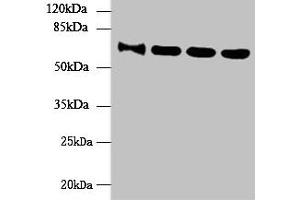 Western blot All lanes: NUP58 antibody at 4 μg/mL Lane 1: HepG2 whole cell lysate Lane 2: Hela whole cell lysate Lane 3: LO2 whole cell lysate Lane 4: Mouse thymus tissue Secondary Goat polyclonal to rabbit IgG at 1/10000 dilution Predicted band size: 61, 51, 60 kDa Observed band size: 61 kDa (NUPL1 抗体  (AA 211-480))