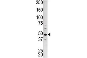 Western blot analysis of PCTAIRE1 antibody and HepG2 lysate (CDK16 抗体  (AA 357-386))