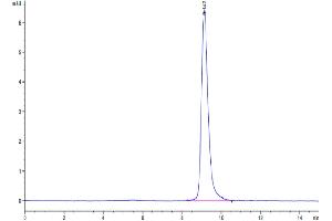 The purity of Human IL-9 is greater than 95 % as determined by SEC-HPLC. (IL-9 Protein (AA 19-144) (His tag))