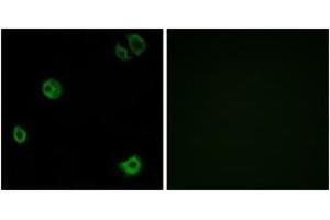 Immunofluorescence analysis of A549 cells, using GPR110 Antibody. (G Protein-Coupled Receptor 110 抗体  (AA 831-880))