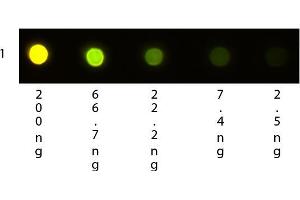Dot Blot of Human IgG F(c) Texas Conjugated.