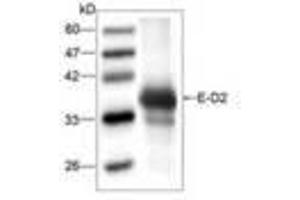 Image no. 1 for anti-Dengue Virus Type 2 (DENV2) (AA 52-280) antibody (ABIN791586) (DENV2 抗体  (AA 52-280))