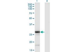 anti-Tumor Necrosis Factor (Ligand) Superfamily, Member 9 (TNFSF9) (AA 145-254) antibody