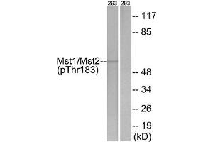 Western blot analysis of extracts from 293 cells, treated with H2O2 (100uM, 15 mins), using Mst1/2 (Phospho-Thr183) antibody. (STK4 抗体  (pThr183))