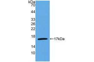 Figure. (IL-4 抗体  (AA 25-153))