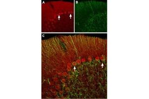 Expression of HCN2 in rat cerebellumImmunochistochemical staining of rat cerebellum frozen sections using Anti-HCN2 Antibody (ABIN7043279, ABIN7044940 and ABIN7044941 ). (Hyperpolarization Activated Cyclic Nucleotide-Gated Potassium Channel 2 (HCN2) Peptide)