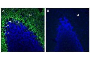 Expression of GPR37L1 in rat cerebellum. (GPR37L1 抗体  (Extracellular, N-Term))