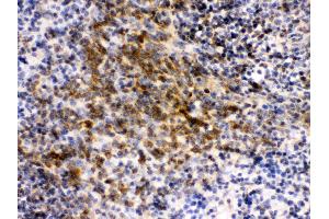 Anti- eIF4A2 Picoband antibody, IHC(P) IHC(P): Mouse Spleen Tissue (EIF4A2 抗体  (N-Term))