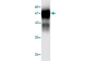 Western blot analysis in  Legionella pneumophila  groEL recombinant protein with  Legionella pneumophila  groEL monoclonal antibody, clone 3d566  at 1 : 1000 dilution. (Chaperonin GroEL (GroEL) (AA 72-478) 抗体)