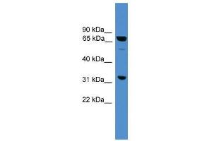 SNAG1 antibody used at 0. (SNX18 抗体  (Middle Region))