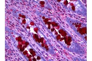 Anti-CLCA1 antibody IHC of human colon, goblet cells. (CLCA1 抗体)