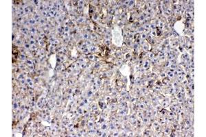 IHC testing of FFPE mouse liver tissue with Thrombopoietin antibody at 1ug/ml. (Thrombopoietin 抗体)