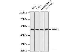 Western blot analysis of extracts of various cell lines using PPME1 Polyclonal Antibody at dilution of 1:3000. (PPME1 抗体)