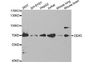 Western blot analysis of extracts of various cell lines, using DDX5 antibody (ABIN5973042) at 1/1000 dilution. (DDX5 抗体)