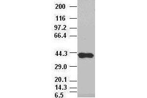 Sox17 antibody (3B10) at 1:10000 dilution, (2F9, 3H5) at 1:5000 dilution + Lysate from HEK-293T cells transfected with human Sox17 expression vector (SOX17 抗体  (AA 177-414))