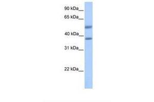 ST6GALNAC2 Antikörper  (AA 201-250)