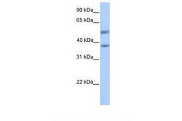 ST6GALNAC2 Antikörper  (AA 201-250)