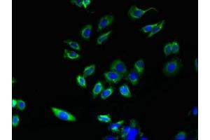 Immunofluorescent analysis of HepG2 cells using ABIN7163325 at dilution of 1:100 and Alexa Fluor 488-congugated AffiniPure Goat Anti-Rabbit IgG(H+L) (ABHD3 抗体  (AA 52-309))