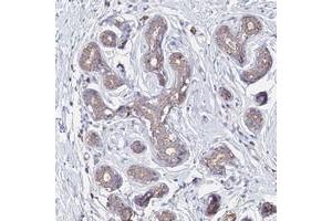 Immunohistochemical staining of human breast with OR2W3 polyclonal antibody  shows moderate cytoplasmic positivity in glandular cells at 1:200-1:500 dilution. (OR2W3 抗体)