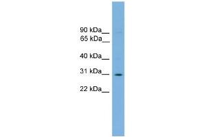 WB Suggested Anti-Elf5 Antibody Titration: 0.