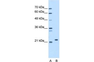 Western Blotting (WB) image for anti-Stromal Cell Derived Factor 2 (SDF2) antibody (ABIN2463207) (SDF2 抗体)