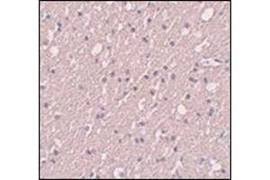 Immunohistochemistry of SIPA1L3 in human brain tissue with this product at 5 μg/ml. (SIPA1L3 抗体  (N-Term))