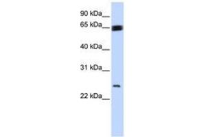 Image no. 1 for anti-Kruppel-Like Factor 9 (KLF9) (N-Term) antibody (ABIN6744238) (KLF9 抗体  (N-Term))