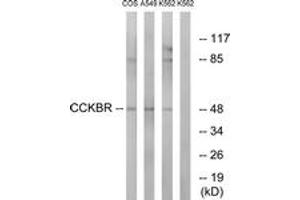 Western blot analysis of extracts from A549/COS7/K562 cells, using CCKBR Antibody. (CCKBR 抗体  (AA 11-60))