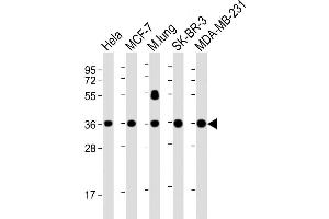 Western Blotting (WB) image for anti-Wingless-Type MMTV Integration Site Family, Member 4 (WNT4) antibody (ABIN4915191)