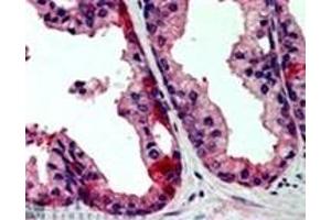 Image no. 1 for anti-TAO Kinase 3 (TAOK3) (Internal Region) antibody (ABIN374459) (TAO Kinase 3 抗体  (Internal Region))