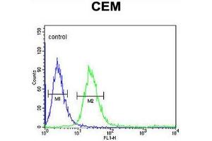 FCGR1B Antibody (C-term) flow cytometric analysis of CEM cells (right histogram) compared to a negative control cell (left histogram). (FCGR1B 抗体  (C-Term))