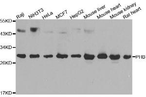 Western blot analysis of extracts of various cell lines, using PHB antibody. (Prohibitin 抗体)