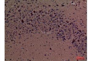 Immunohistochemistry (IHC) analysis of paraffin-embedded Mouse Brain, antibody was diluted at 1:100. (Fascin 抗体  (Internal Region))